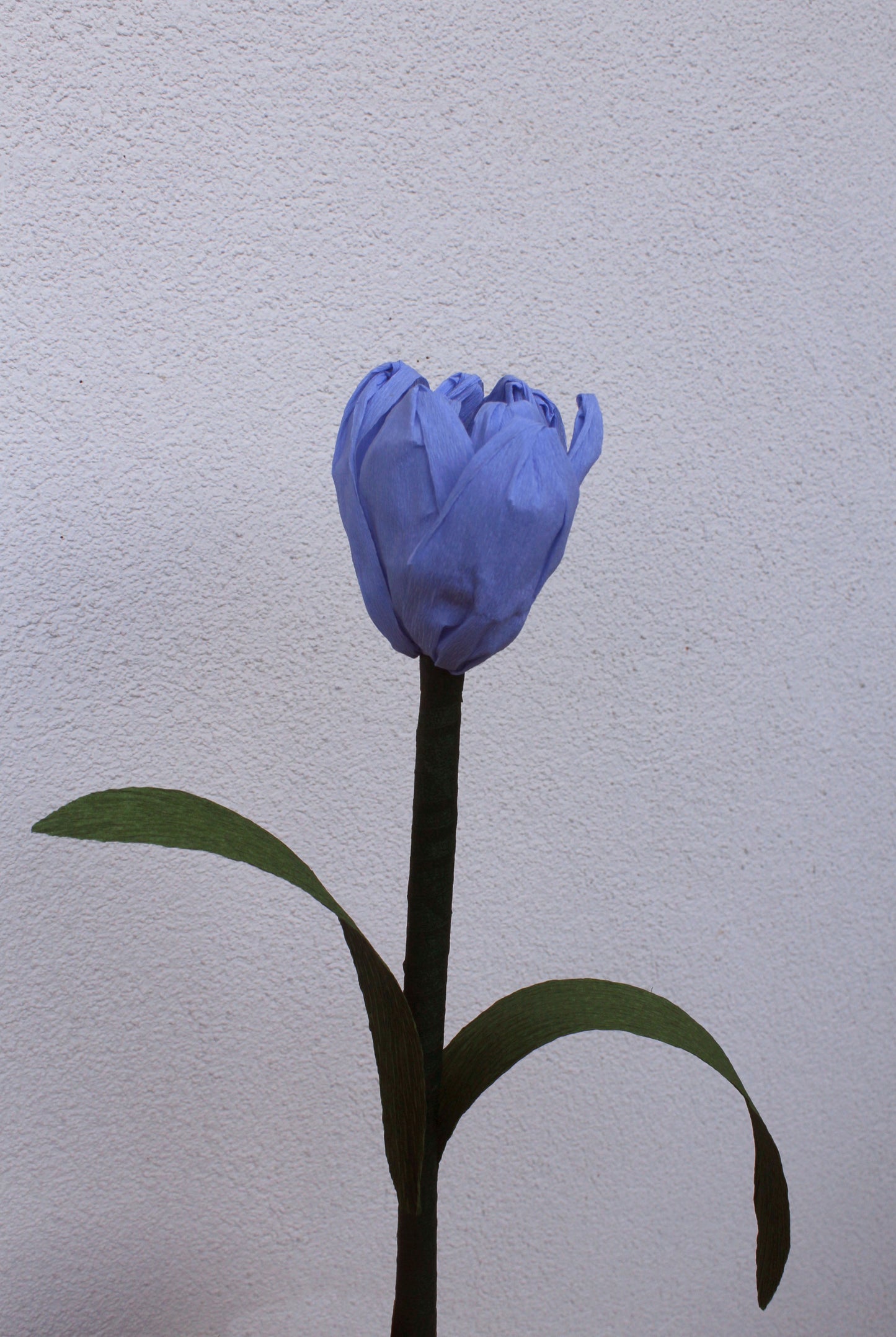 Tulipe
