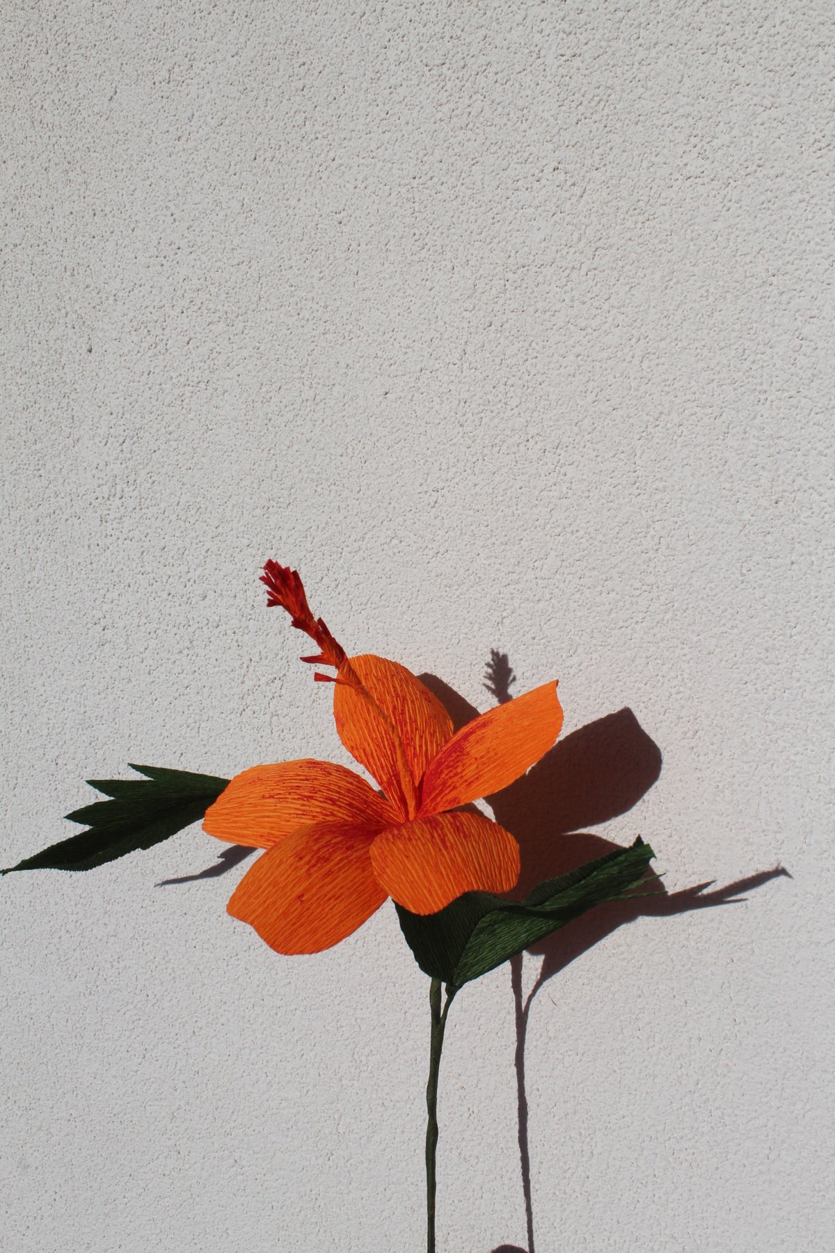 Hibiscus