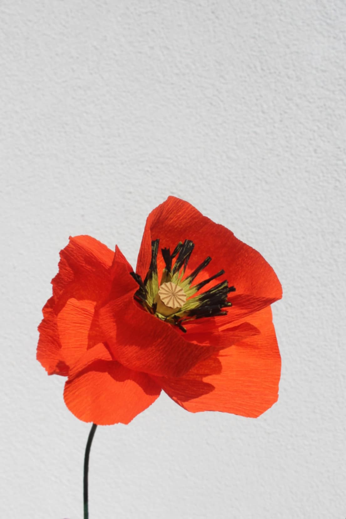 Coquelicot