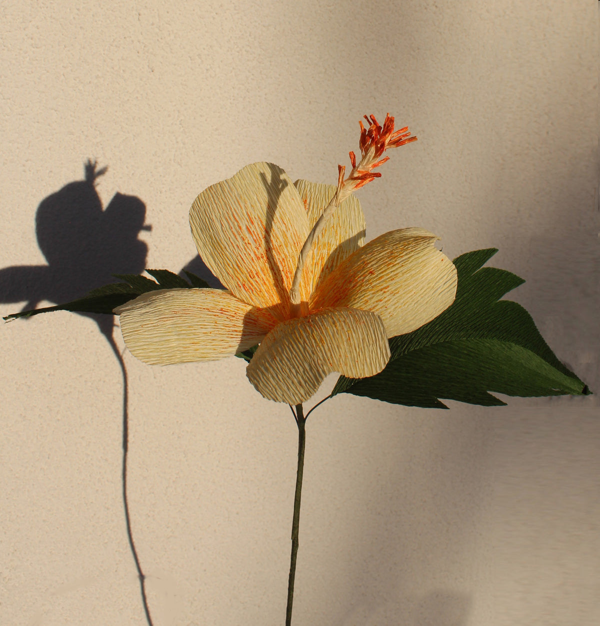 Hibiscus