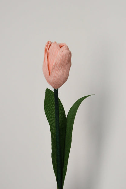 Tulipe