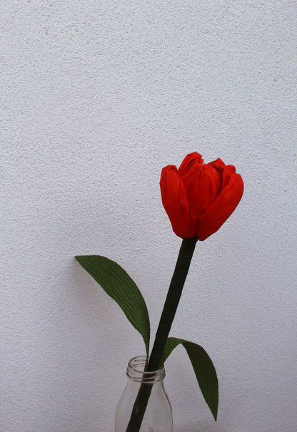 Tulipe