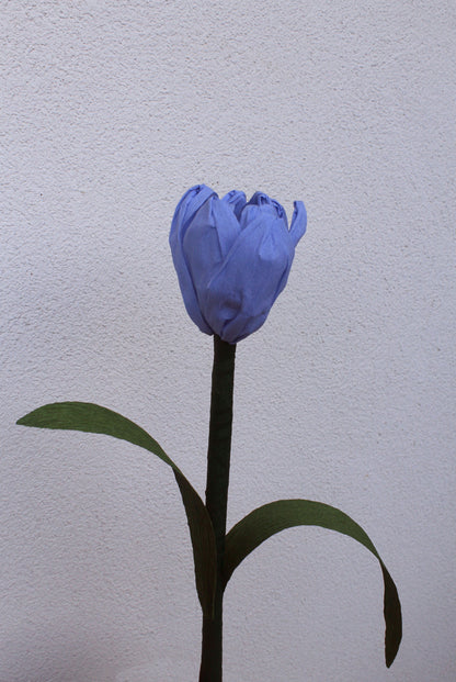 Tulipe