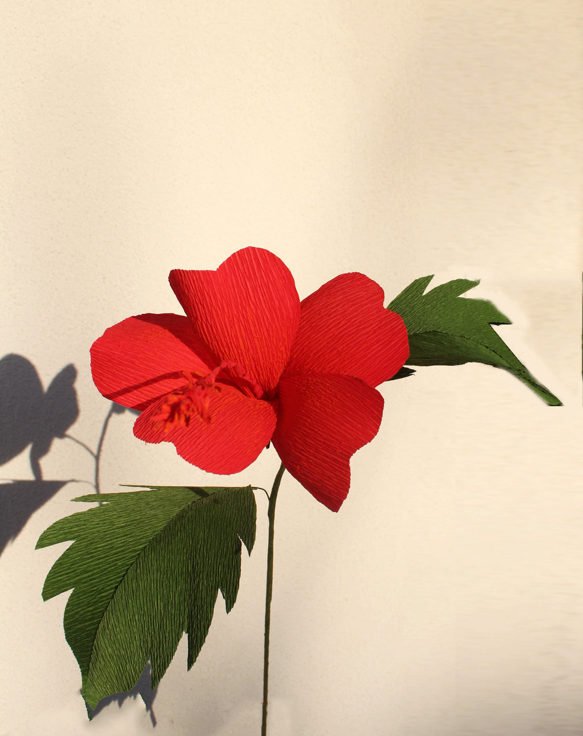 Hibiscus