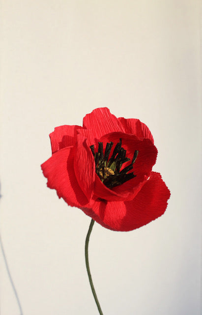 Coquelicot